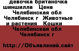 девочка британочка шиншилла › Цена ­ 10 000 - Челябинская обл., Челябинск г. Животные и растения » Кошки   . Челябинская обл.,Челябинск г.